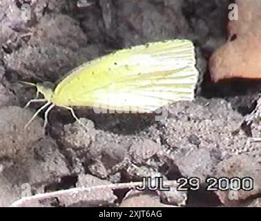 Jaune mexicain (Abaeis mexicana) insecte Banque D'Images