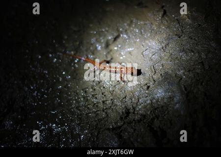 Salamandre des grottes (Eurycea lucifuga) Amphibia Banque D'Images