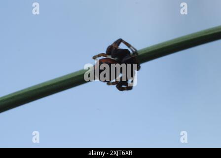 Araignée Napoléon (Synema globosum) Arachnida Banque D'Images