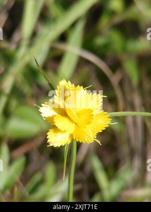 Doré (Cyperus sphaerocephalus) Plantae Banque D'Images