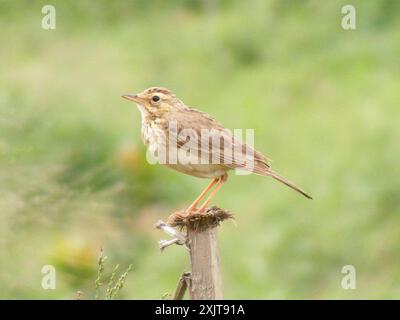 Afrique australe Pipit (Anthus cinnamomeus rufuloides) Aves Banque D'Images