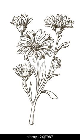 Dessin de la ligne d'une fleur de calendula. Éléments de contour de la conception florale isolés sur un fond blanc, illustration vectorielle. Un ingrédient pour lui Illustration de Vecteur