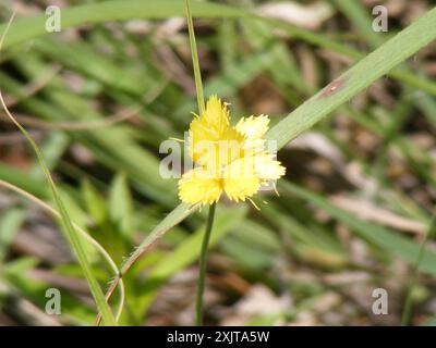 Doré (Cyperus sphaerocephalus) Plantae Banque D'Images