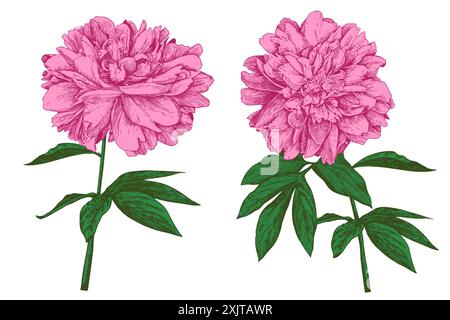 Branche d'une pivoine avec une fleur et des feuilles en fleurs. Graphismes vintage linéaires dans le style de la gravure. Illustration pour dessins muraux, invitations, Illustration de Vecteur