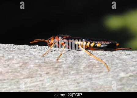 Pigeon Horntail (Tremex columba) Insecta Banque D'Images