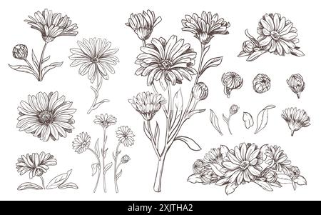 Dessin de la ligne d'une fleur de calendula. Eléments de contour isolés sur un fond blanc. Ensemble de vecteurs. Un ingrédient pour tisane, médicinal et co Illustration de Vecteur