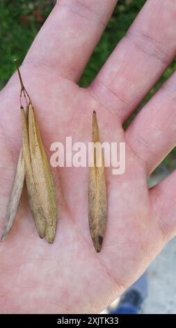 Frêne vert (Fraxinus pennsylvanica) Plantae Banque D'Images
