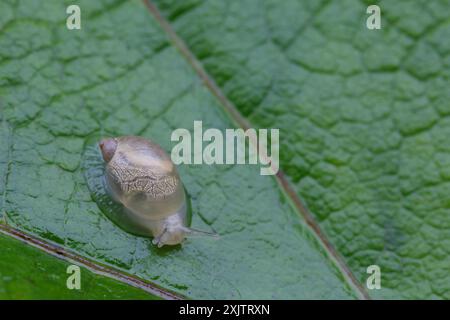 Minuscule escargot bébé sur une grande feuille de papillon vert Banque D'Images