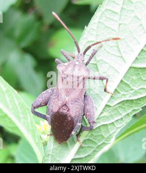 (Calcarateur Piezogaster) Insecta Banque D'Images