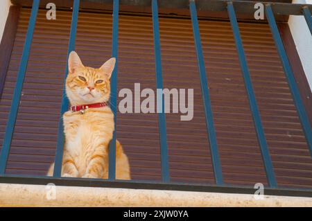 Tabby chat assis dans un balcon. Banque D'Images