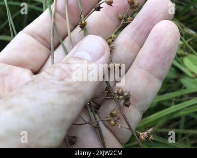 Ruée cuirassée (Juncus coriaceus) Plantae Banque D'Images