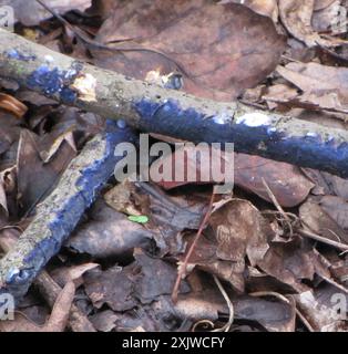 Champignons de la croûte de cobalt (Terana coerulea) Banque D'Images