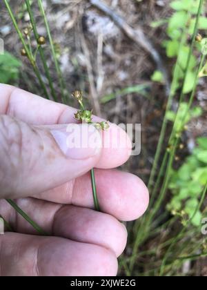 Ruée cuirassée (Juncus coriaceus) Plantae Banque D'Images