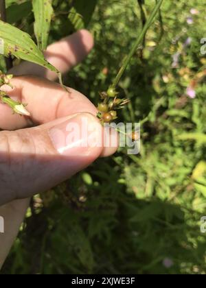 Ruée cuirassée (Juncus coriaceus) Plantae Banque D'Images