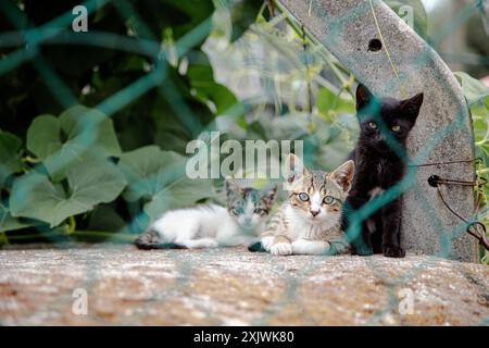 Trois adorables chatons, un noir et deux tabby, reposent ensemble sur un rebord derrière une clôture à maillons de chaîne, entourés d'un feuillage vert luxuriant Banque D'Images