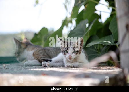 Deux chatons curieux se trouvent côte à côte par une journée ensoleillée, entourés d'un feuillage vert luxuriant, observant leur environnement avec de larges yeux curieux. Banque D'Images