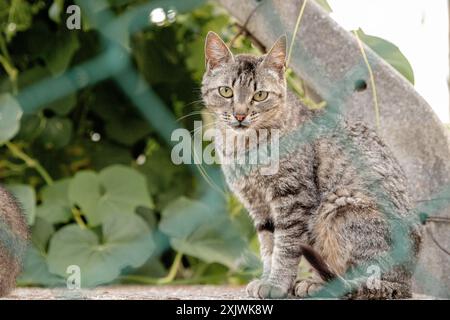 Un chaton curieux regarde à travers une clôture à maillons de chaîne, assis sur un mur de pierre, entouré d'un feuillage vert luxuriant, dans un cadre extérieur paisible. Banque D'Images