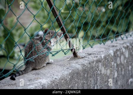 Un chaton curieux fouille à travers une clôture à maillons de chaîne, assis sur un rebord en béton altéré entouré d'un feuillage vert luxuriant, Banque D'Images