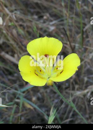 Lis de Mariposa jaune (Calochortus luteus) Plantae Banque D'Images