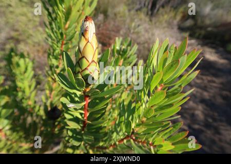 Lanceleaf Sugarbush (Protea lanceolata) Plantae Banque D'Images