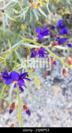 Indigobush (Psorothamnus schottii) Plantae de Schott Banque D'Images