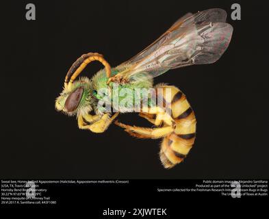 Abeille sueur rayée à queue miel (Agapostemon melliventris) insecte Banque D'Images