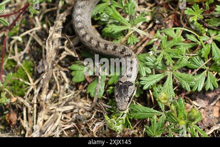 Schlingnatter Schlingnatter lat. Coronella austriaca, einheimische Schlange / Reptil / Schorfheide Brandenburg / 20.07.2023 / copyright : Contrast / O. Behrendt / Contrast photoagentur / 10439 Berlin Meyerheimstr.8 / tel : 49 172 3152300 / contrastcontrastphoto.de / MWST-7 Prozent / FA-Prenzlauer Berg installationNr. 31/222/60135 / Berl. Volksb. IBAN : DE37100900005881632006 / BIC : BEVODEBB *** serpent lisse serpent lisse lat Coronella austriaca , serpent natif Reptile Schorfheide Brandenburg 20 07 2023 copyright contraste O Behrendt photoagentur 10439 Berlin Meyerheimstr 8 tel 49 172 3152300 contraste Banque D'Images