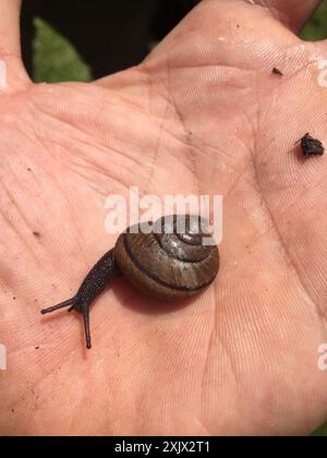 Nicklin's Shoulderband Escargot (Helminthoglypta nickliniana) Mollusca Banque D'Images