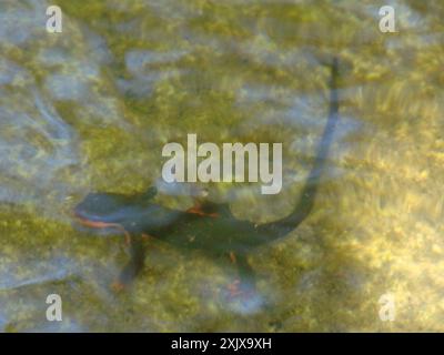 Newt à ventre rouge (Taricha rivularis) Amphibia Banque D'Images