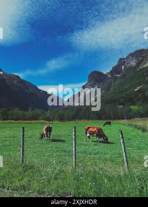Deux vaches qui paissent dans un champ verdoyant avec des montagnes majestueuses en arrière-plan Banque D'Images