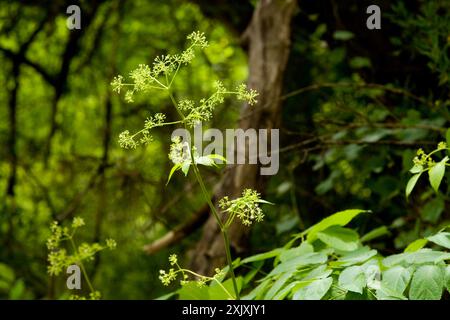 (Aralia bicrenata) Plantae Banque D'Images