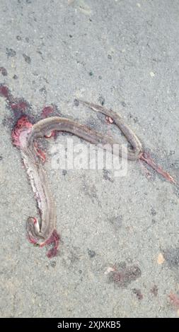 Serpent royal des Prairies (Lampropeltis calligaster) Reptilia Banque D'Images