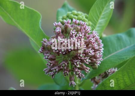 Gros plan de fleurs d'aspiade en fleurs Banque D'Images