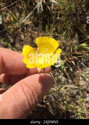 Lis de Mariposa jaune (Calochortus luteus) Plantae Banque D'Images