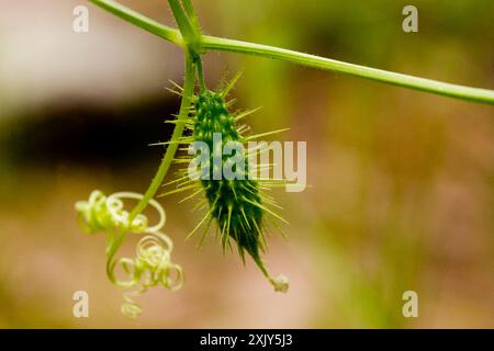 Pomme baumier sauvage (Echinopepon wrightii) Plantae Banque D'Images