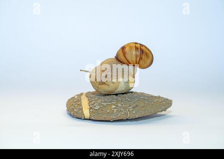 Un escargot sur un caillou sur un fond blanc. Concept de vitesse. Banque D'Images