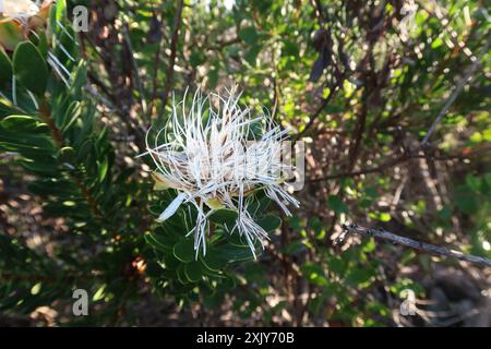 Lanceleaf Sugarbush (Protea lanceolata) Plantae Banque D'Images