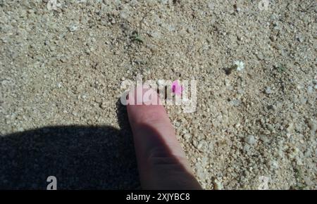 Tapis violet (Nama demissa) Plantae Banque D'Images