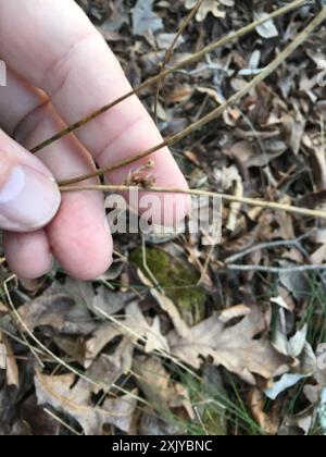 Ruée cuirassée (Juncus coriaceus) Plantae Banque D'Images