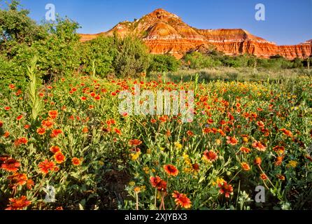 Firewheel Blanketflowers fleurissant à Lighthouse Trail, Capitol Peak in distance, Palo Duro Canyon State Park, Texas, États-Unis Banque D'Images