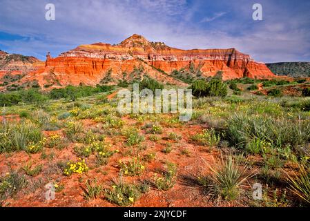 Capitol Peak, Buttercups Blooming, Lighthouse Trail, Palo Duro Canyon State Park, Texas, États-Unis Banque D'Images