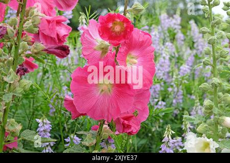 Rose Alcea rosea, ou hollyhock, en fleur. Banque D'Images