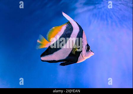 Le coralfish Heniochus acuminatus, également connu sous le nom de poisson-banane à nageoires longues, poisson-banane de récif ou coachman, est une espèce de poisson de la famille Banque D'Images