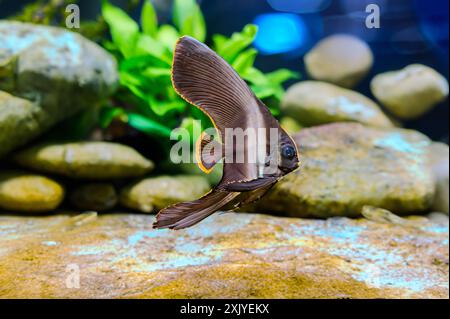 Platax pinnatus juvénile, également connu sous le nom de poisson-épinard, poisson-baton pinné, poisson-baton sombre, poisson-baton ombragé, ou poisson-baton à face rouge dans le récif corallien Amon Banque D'Images