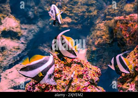 Le coralfish Heniochus acuminatus, également connu sous le nom de poisson-banane à nageoires longues, poisson-banane de récif ou coachman, est une espèce de poisson de la famille Banque D'Images