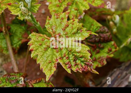 Gros plan détail des taches rouges sur Une feuille de vigne causées par l'acarien Grapevine Blister, Colomerus vitis, Royaume-Uni Banque D'Images