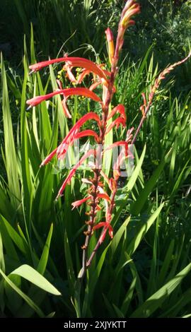 Drapeau africain (Chasmanthe floribunda) Plantae Banque D'Images