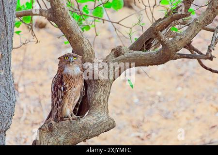 Brown Fish Owl perché et reposant à l'ombre par une chaude journée d'été Banque D'Images