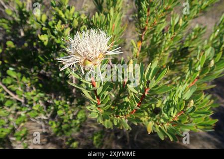 Lanceleaf Sugarbush (Protea lanceolata) Plantae Banque D'Images