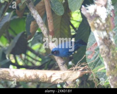 Perforateur de fleurs masqué (Diglossa cyanea) Aves Banque D'Images